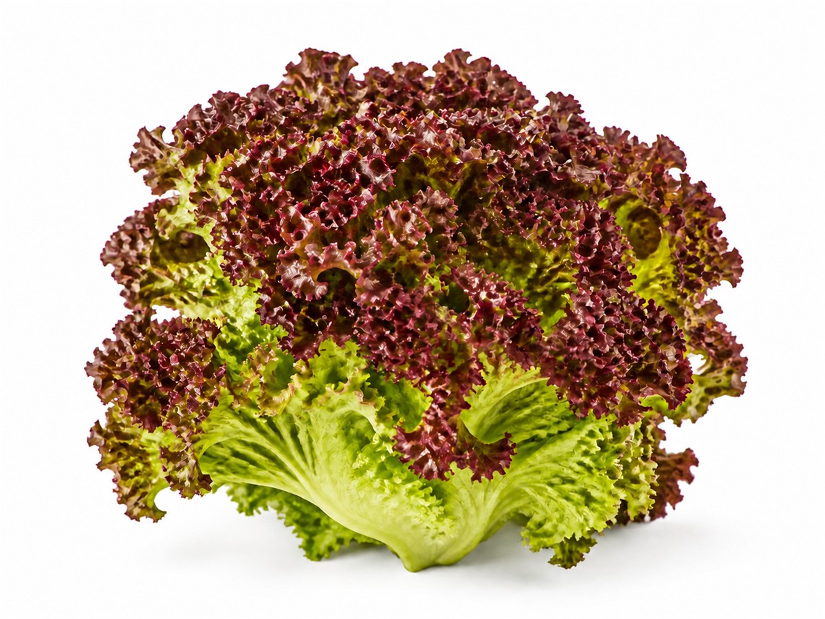 Lollo Rosso