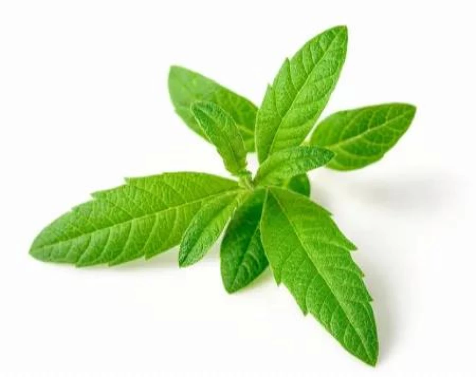 Limon Otu