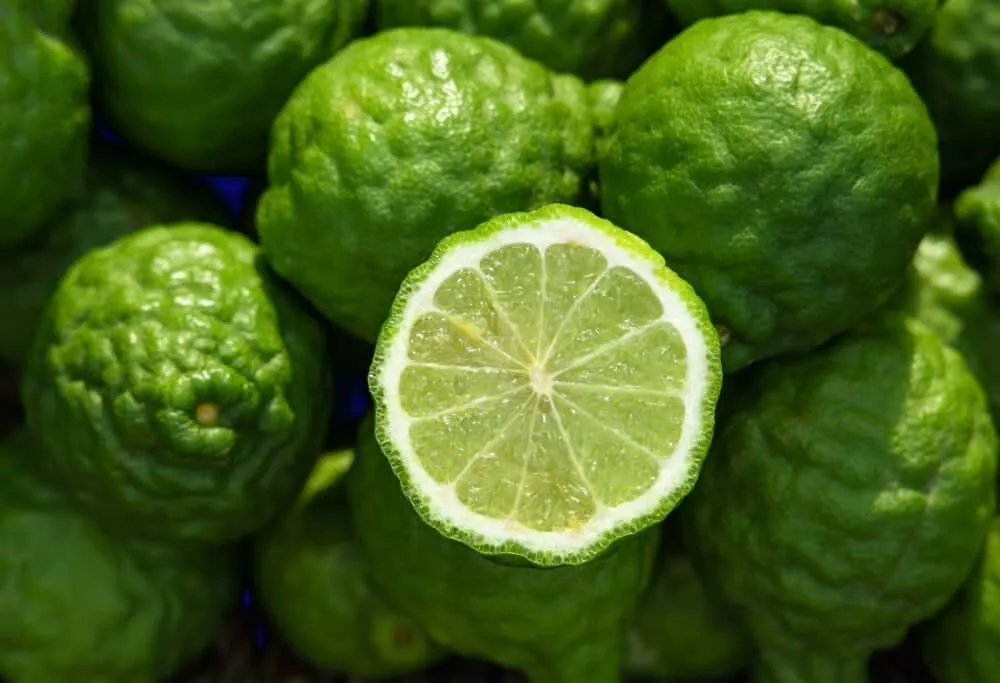 Bergamot