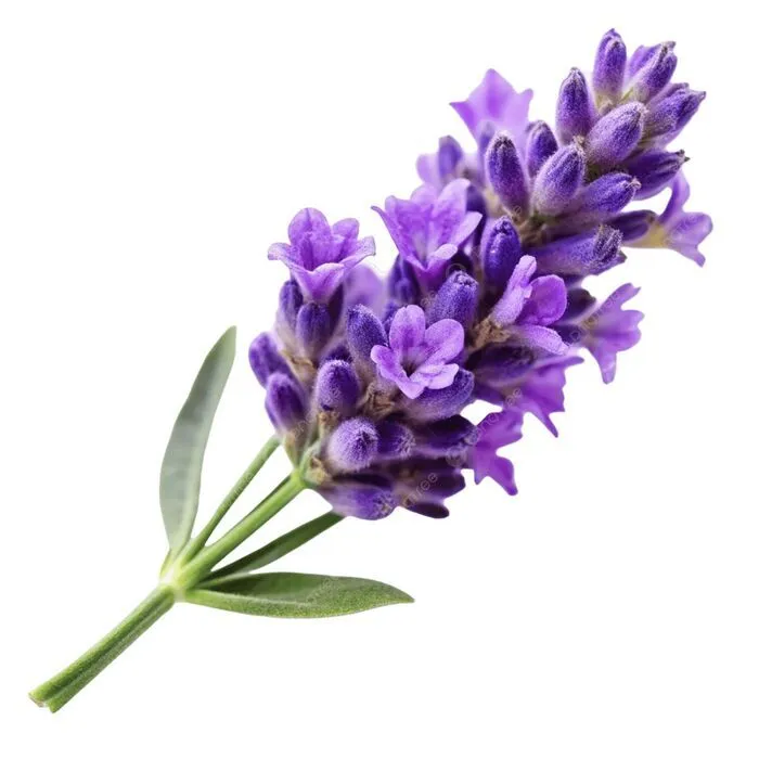 Lavanta