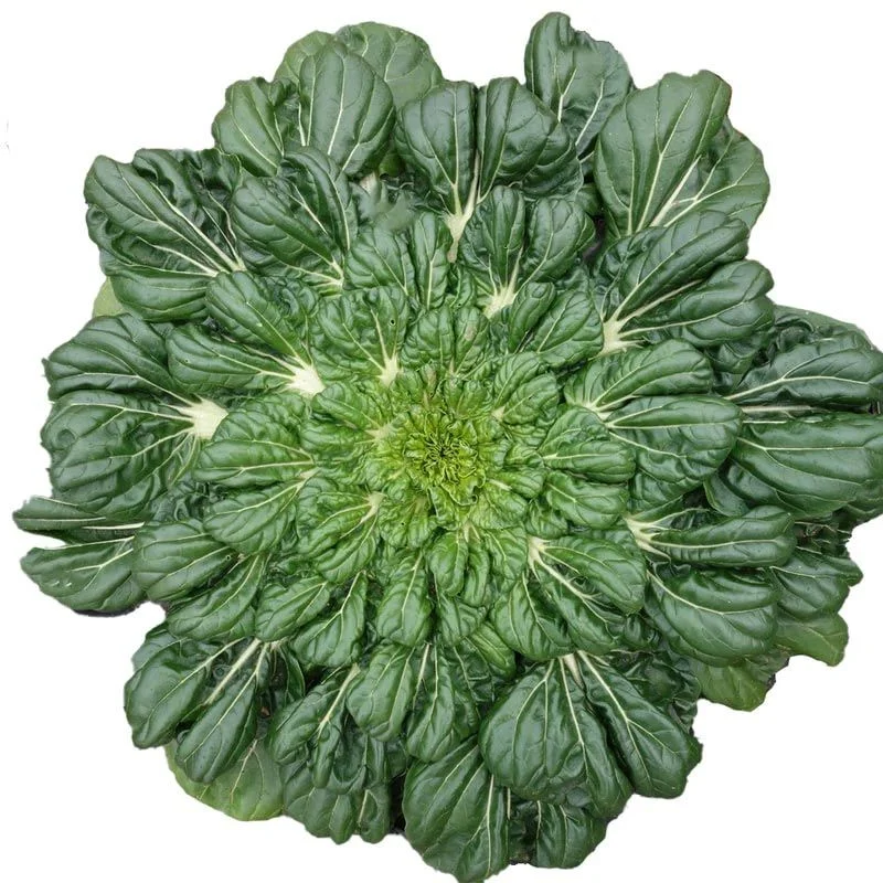 Tatsoi
