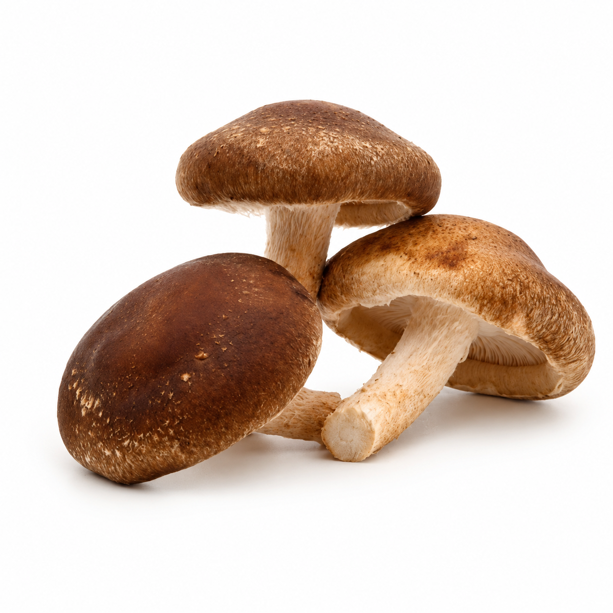 Shiitake